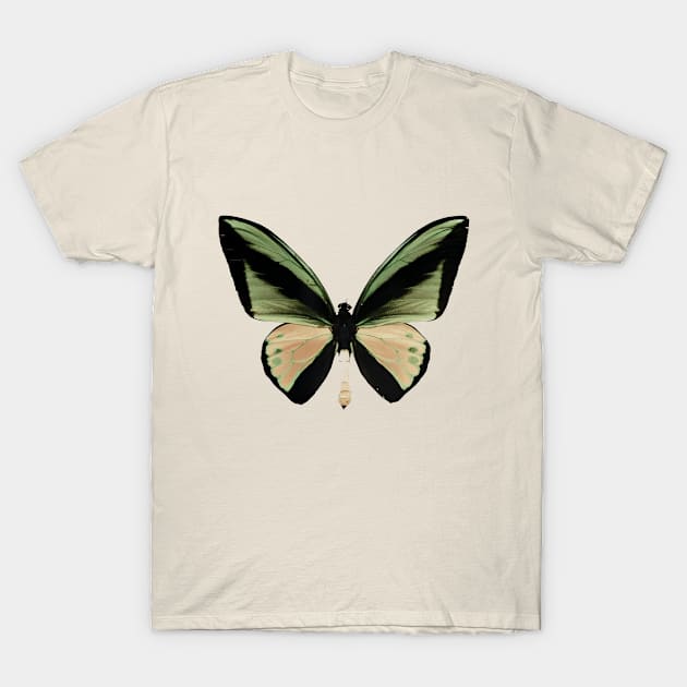 Goliath Birdwing T-Shirt by Rahvusooper